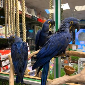 Hyacinth Macaw pairs