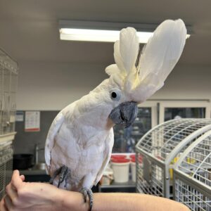 White Cockatoo Parrot alba