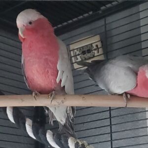ROSALBIN COCKATOO Parrot