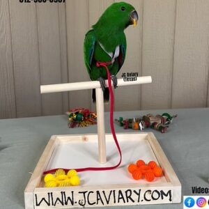 Parrot Eclectus